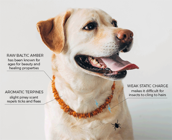 Organic Flea and Tick Repellent Amber Collar with Adjustable Chain for Dogs and Cats
